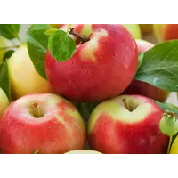 реалізуємо яблука оптом